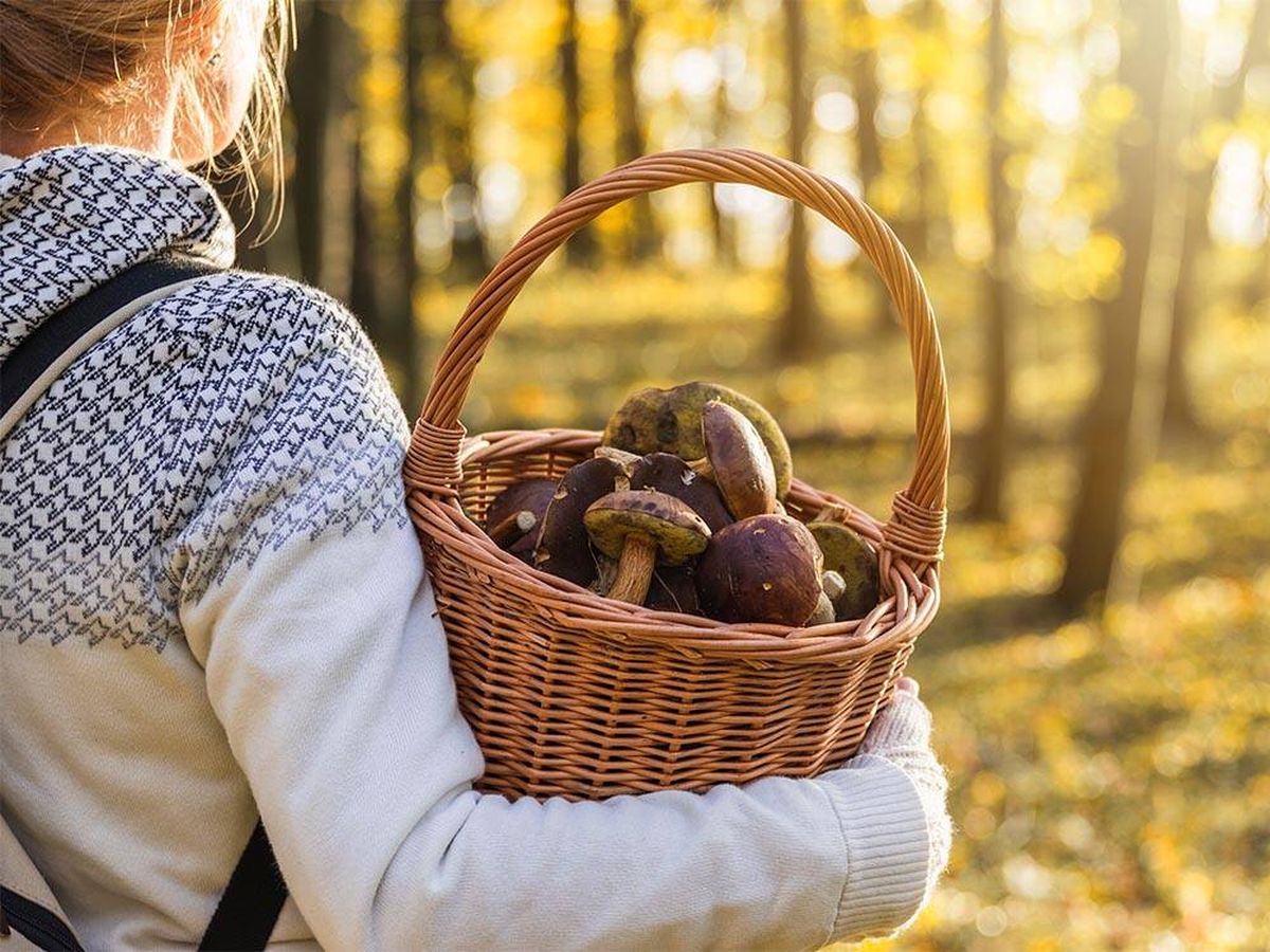 Foto: Llega el otoño y la época de setas: descubre las más comunes y comestibles de España. (iStock)