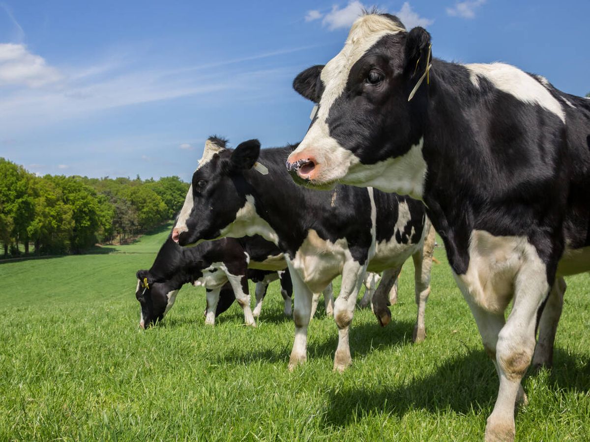 Foto: Las vacas también están sujetas a un máximo de decibelios (iStock)