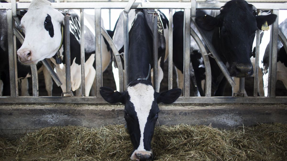 Los piquetes suben la incidencia de la huelga de transportes: el sector lácteo también para