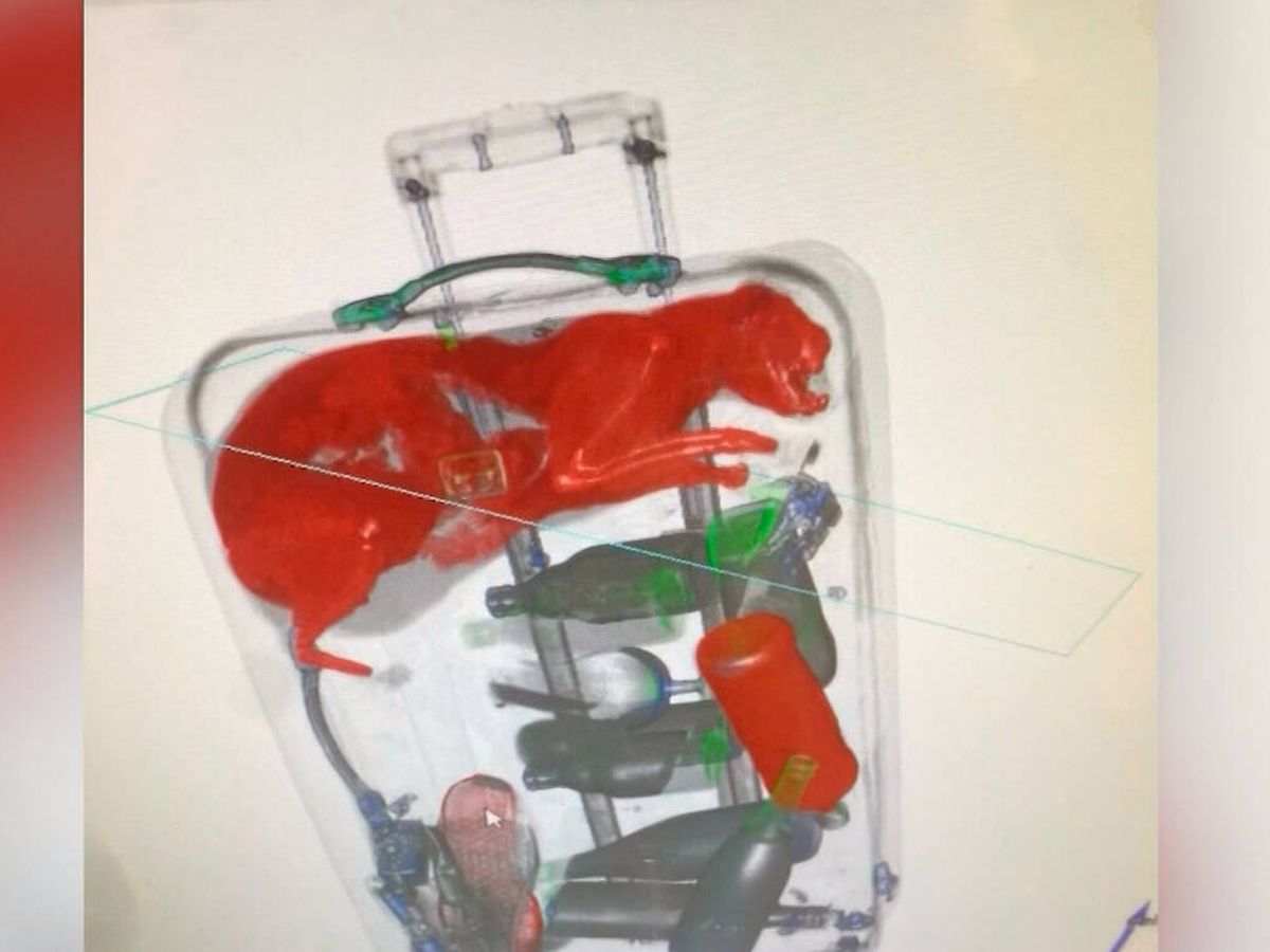 Foto: El gato se dibujaba perfectamente en la parte superior de la maleta (TSA)