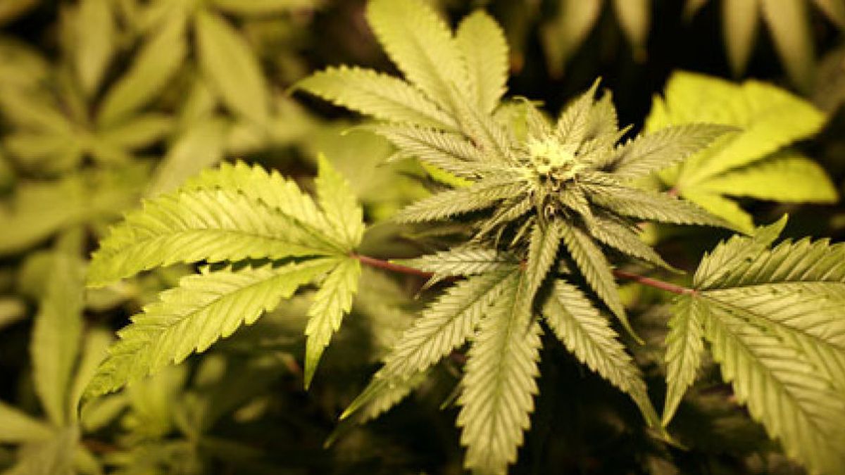 Sanidad da luz verde a un derivado del cannabis para la esclerosis múltiple