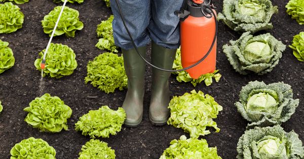 Foto: Los pesticidas pueden alterar nuestro equilibrio hormonal. (iStock)