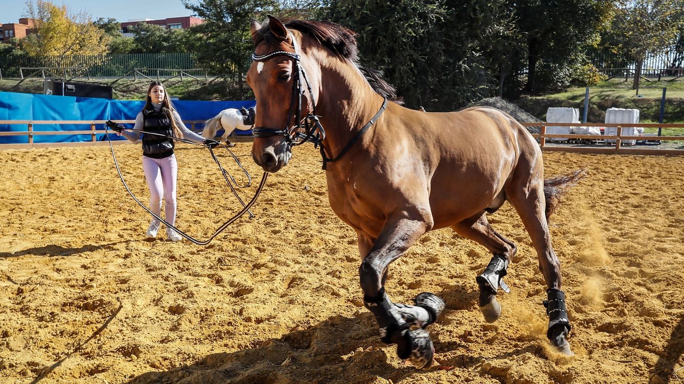 El éxodo rural del coronavirus dispara el negocio de los caballos Pura Raza Española