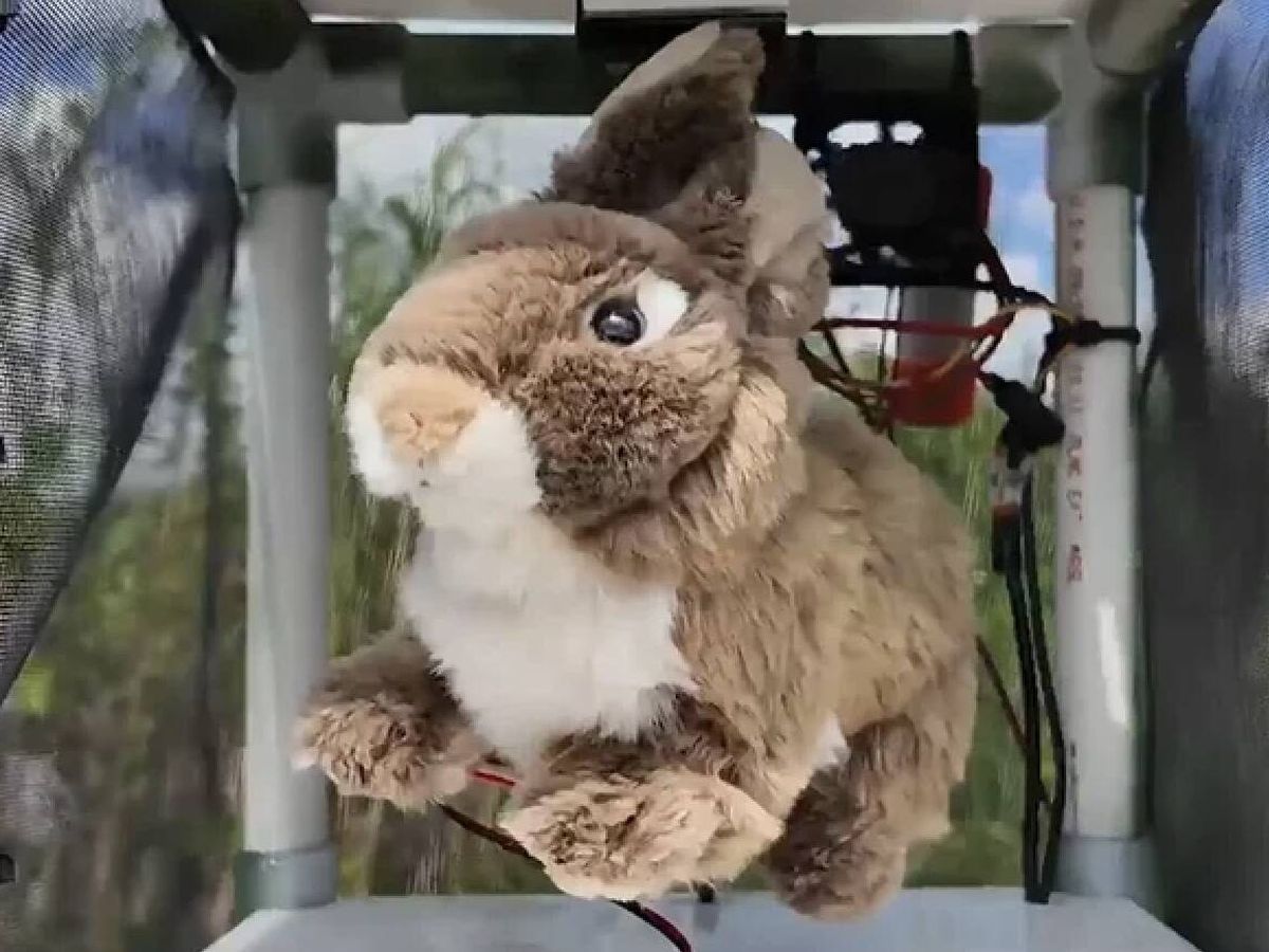 Flórida utiliza coelhos robóticos para atrair e capturar pitões birmanas em pântanos