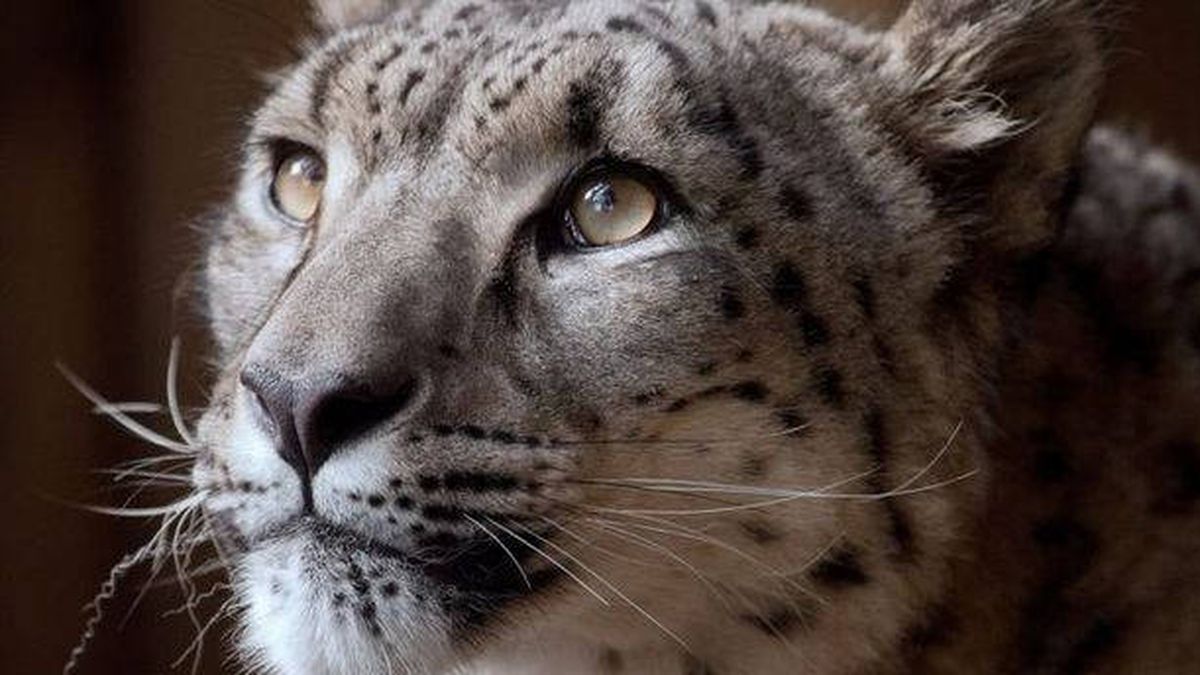 Matan a un leopardo de las nieves que se escapó de la jaula del zoo en el que vivía