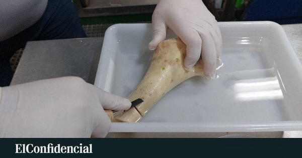 Exploran el fondo marino español a más de 1.200 metros y descubren tres especies de gusanos sin boca ni intestino que perforan huesos