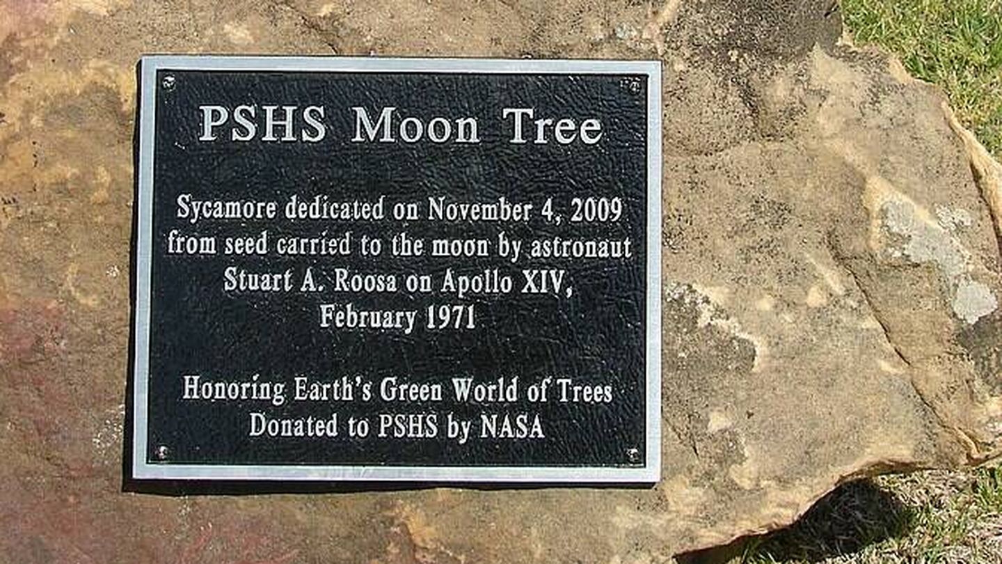 Una de las placas que se colocaron junto a algunos árboles lunares para su identificación. (Wikimedia)