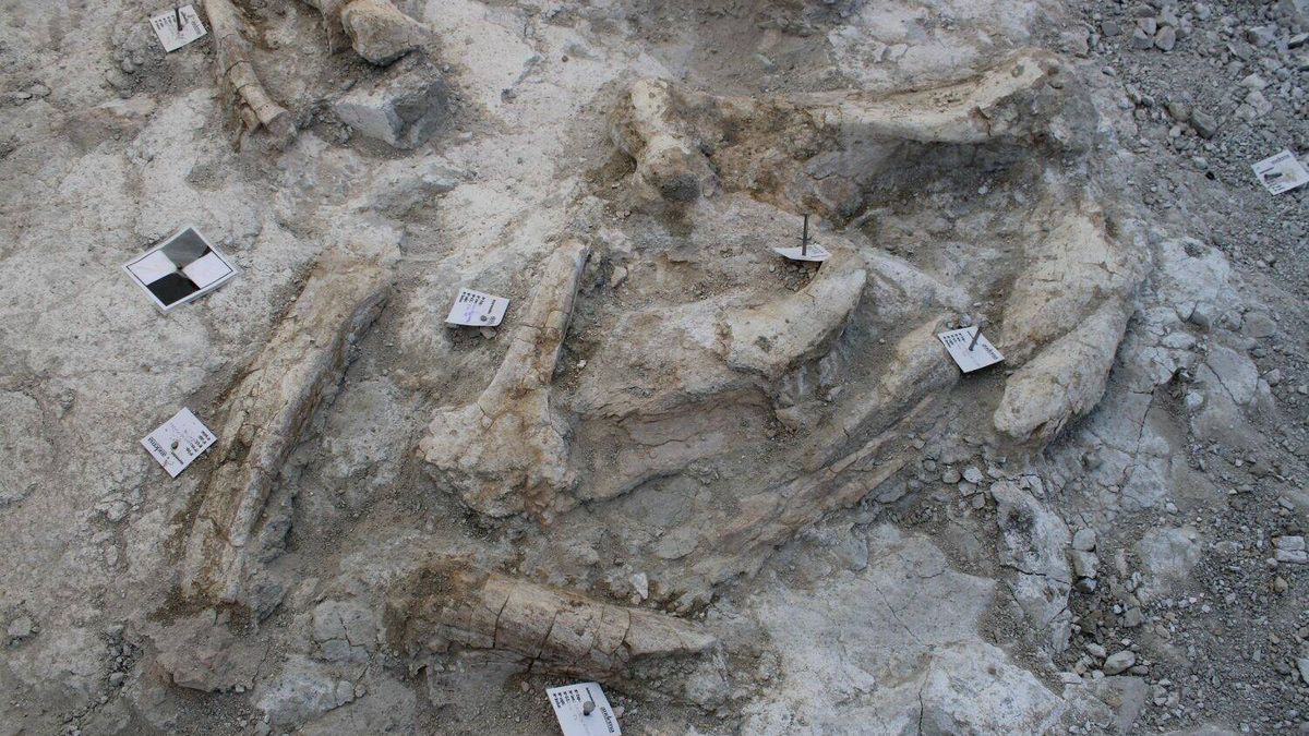 Hallan un cementerio de elefantes primitivos bajo el suelo de Vallecas: una riada fosilizó los restos
