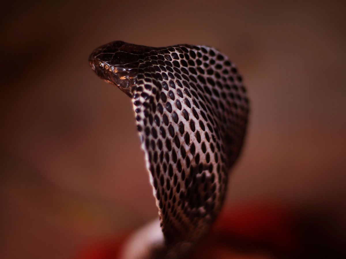Foto: Cobra india. Foto: REUTERS Adnan Abidi