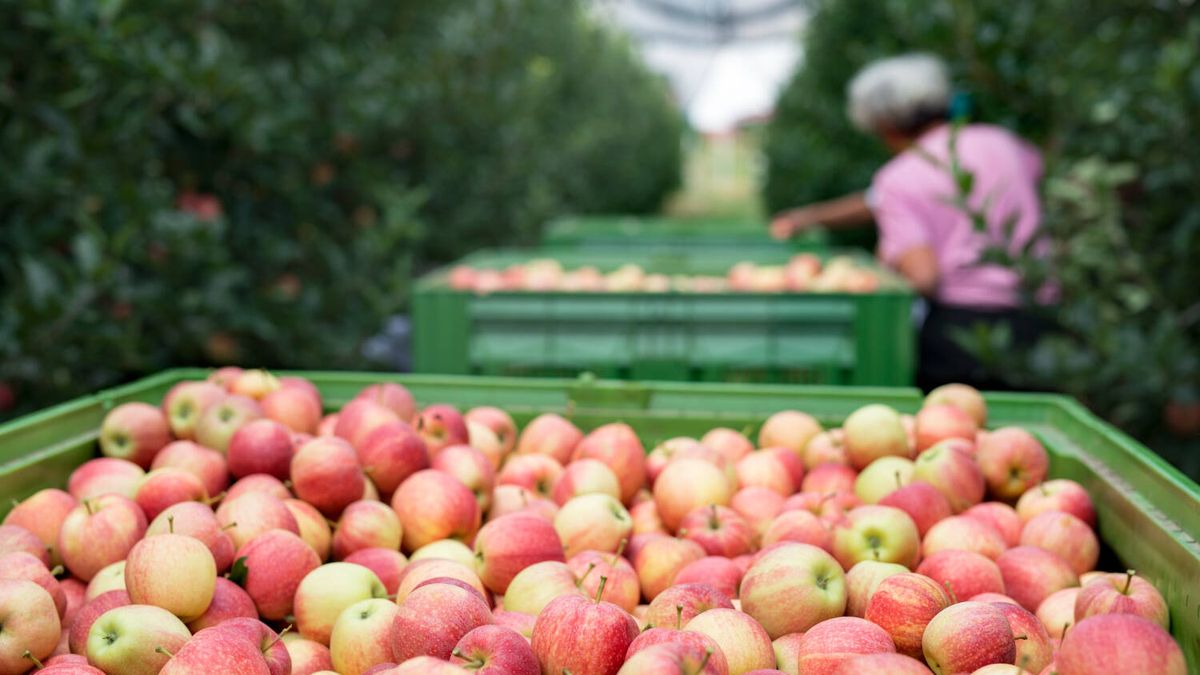 Esto es lo que dice la ciencia sobre si es saludable o no comer una manzana todos los días