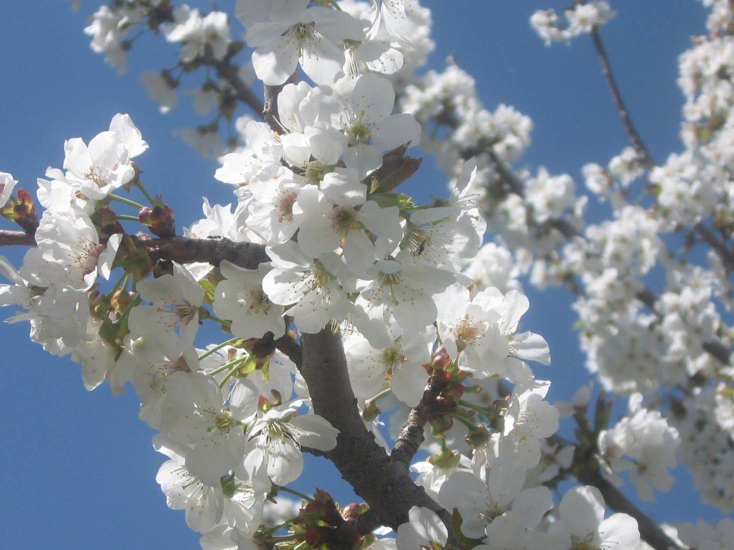 Ruta de los cerezos en flor en Torres