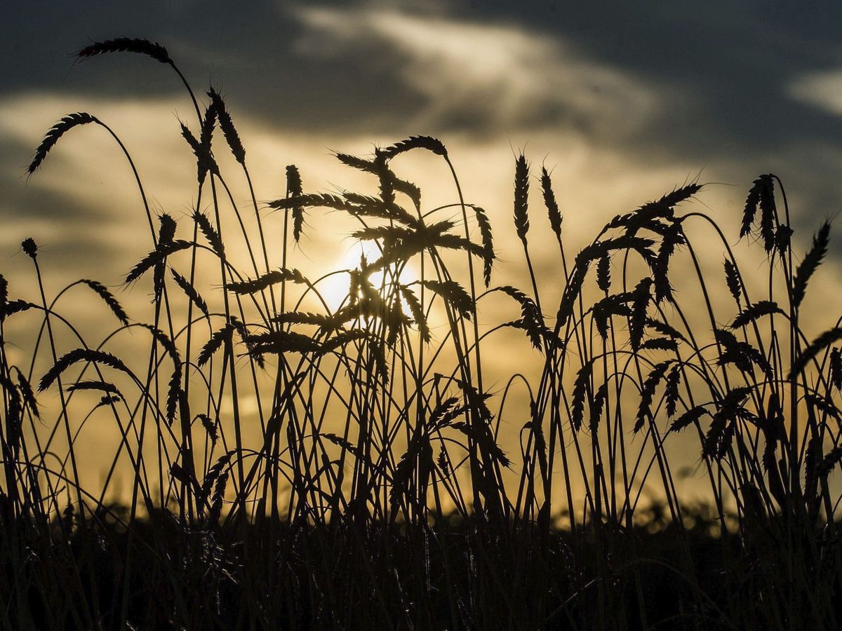 Foto: Espigas de trigo al amanecer. (EFE/Sandor Ujvar)