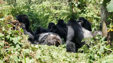 Los gorilas también sufren cuando muere un ser querido (y hasta un desconocido)