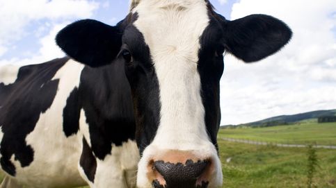 Cómo Microsoft destina su inteligencia artificial a inseminar vacas