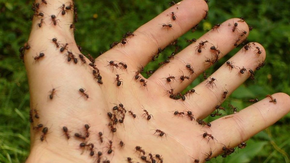 Así evitan las hormigas los atascos (la ciencia tiene la respuesta)