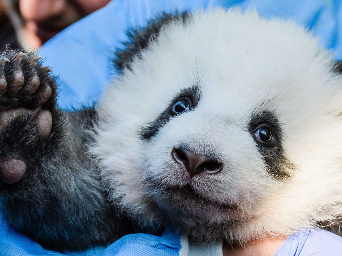 Foto: Cría de oso panda. (EFE)