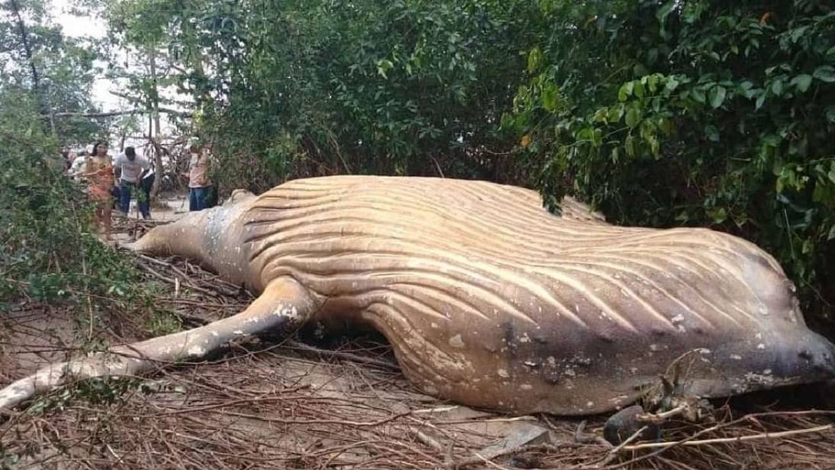 Misterio en Brasil: encuentran una ballena jorobada en plena selva amazónica
