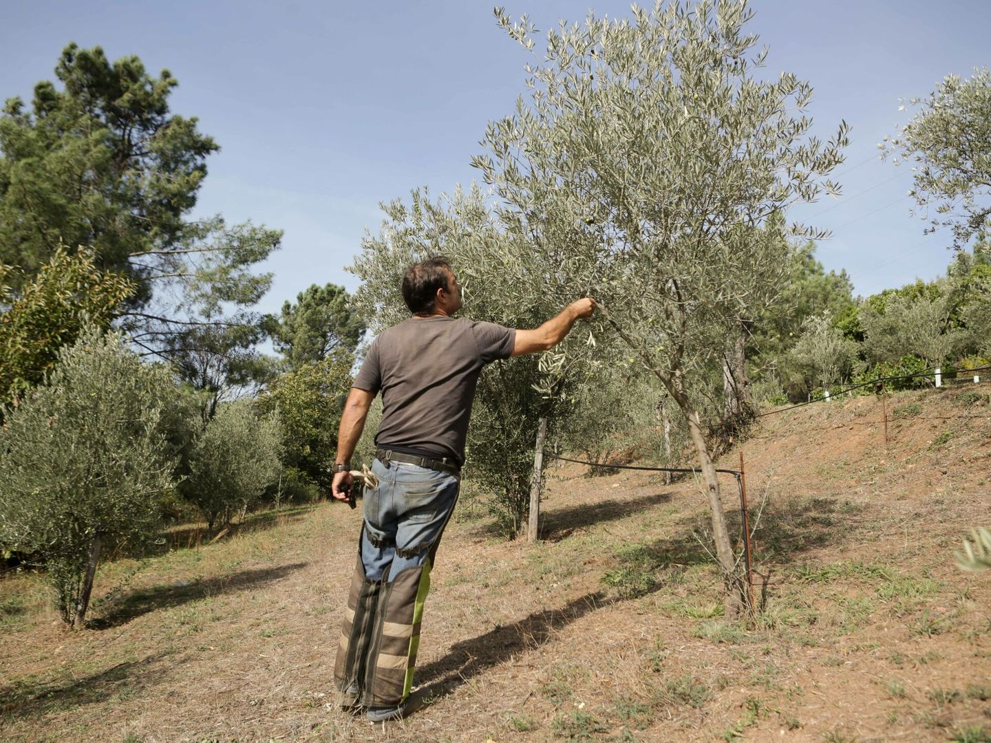 Un hombre coge una aceituna de un olivo en Quiroga, Lugo. (Europa Press/Carlos Castro)