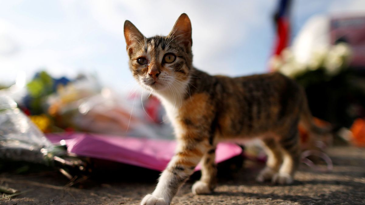 La 'ley de los gatos': Estados Unidos quiere acabar con los experimentos del Gobierno