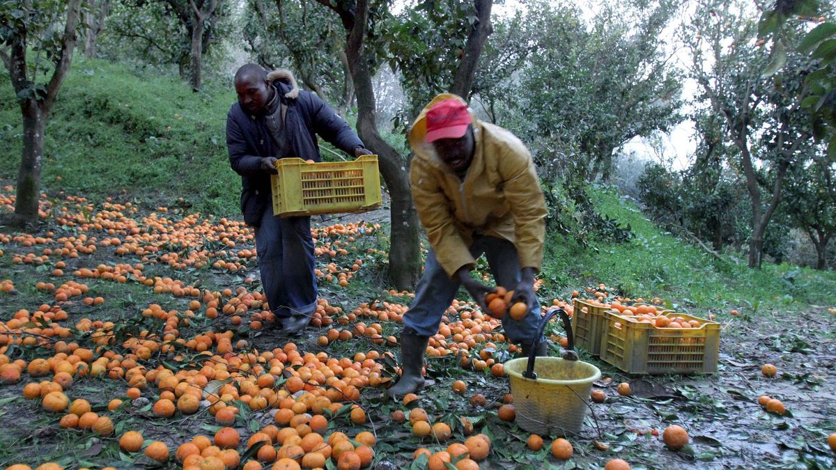 Mafia y fondos de la UE: la oscura historia detrás de las hortalizas italianas