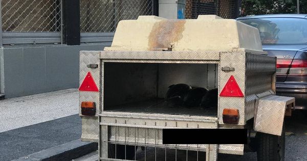 Foto: Varios bonitos transportados en el remolque para perros. (Ayuntamiento de Vitoria)
