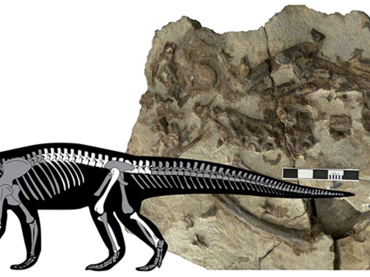 Foto: El fósil y la anatomía del animal. (ICP)