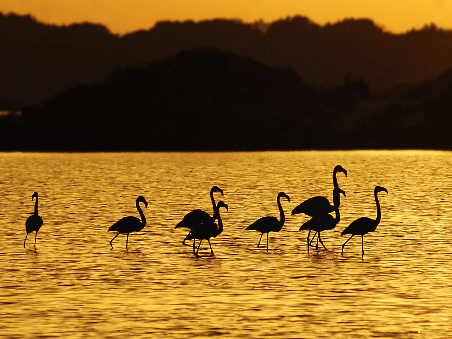 Formentera es también un santuario para los amantes del birding.