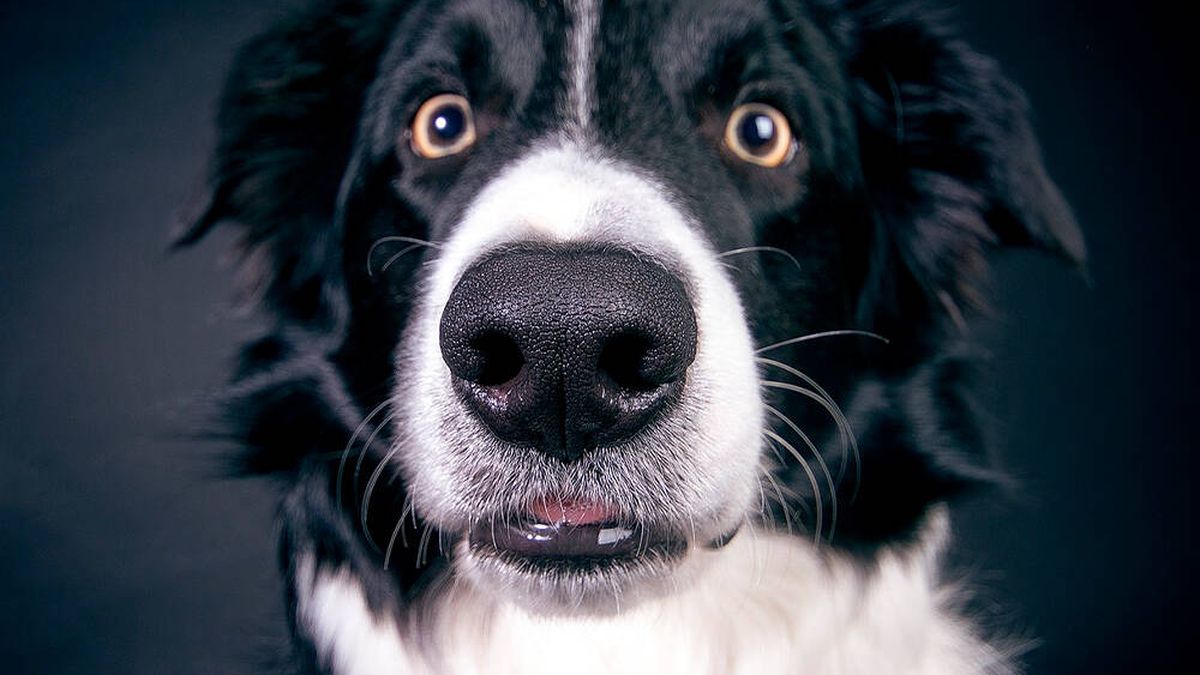 ¡Atento! Estos son los 8 olores que tu perro no soporta y debes conocer