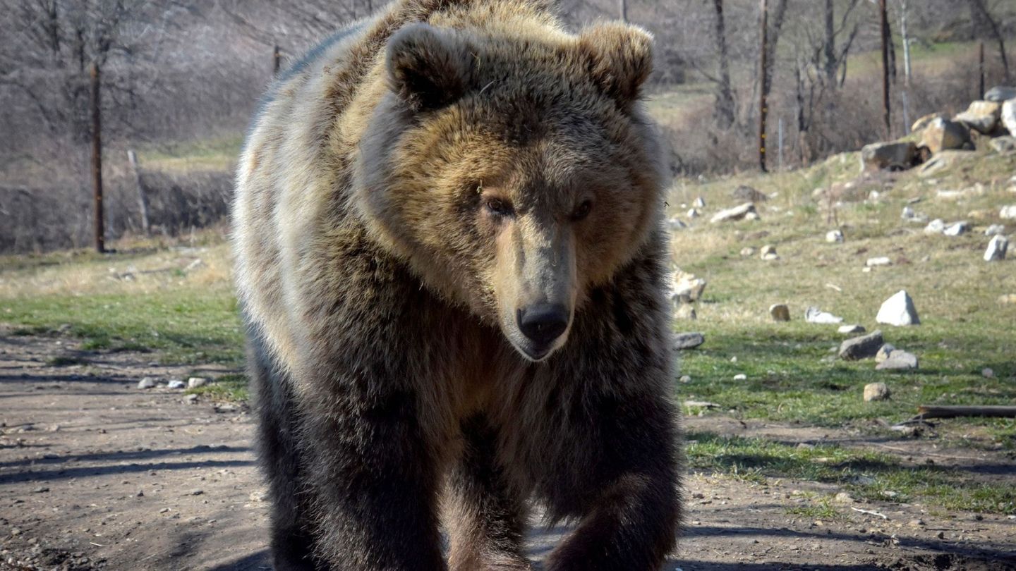 El oso se vio amenazado en su entorno (EFE/Manuel Moncada)