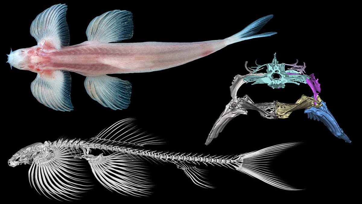 Investigadores encuentran hasta 11 especies de peces que caminaban por la tierra