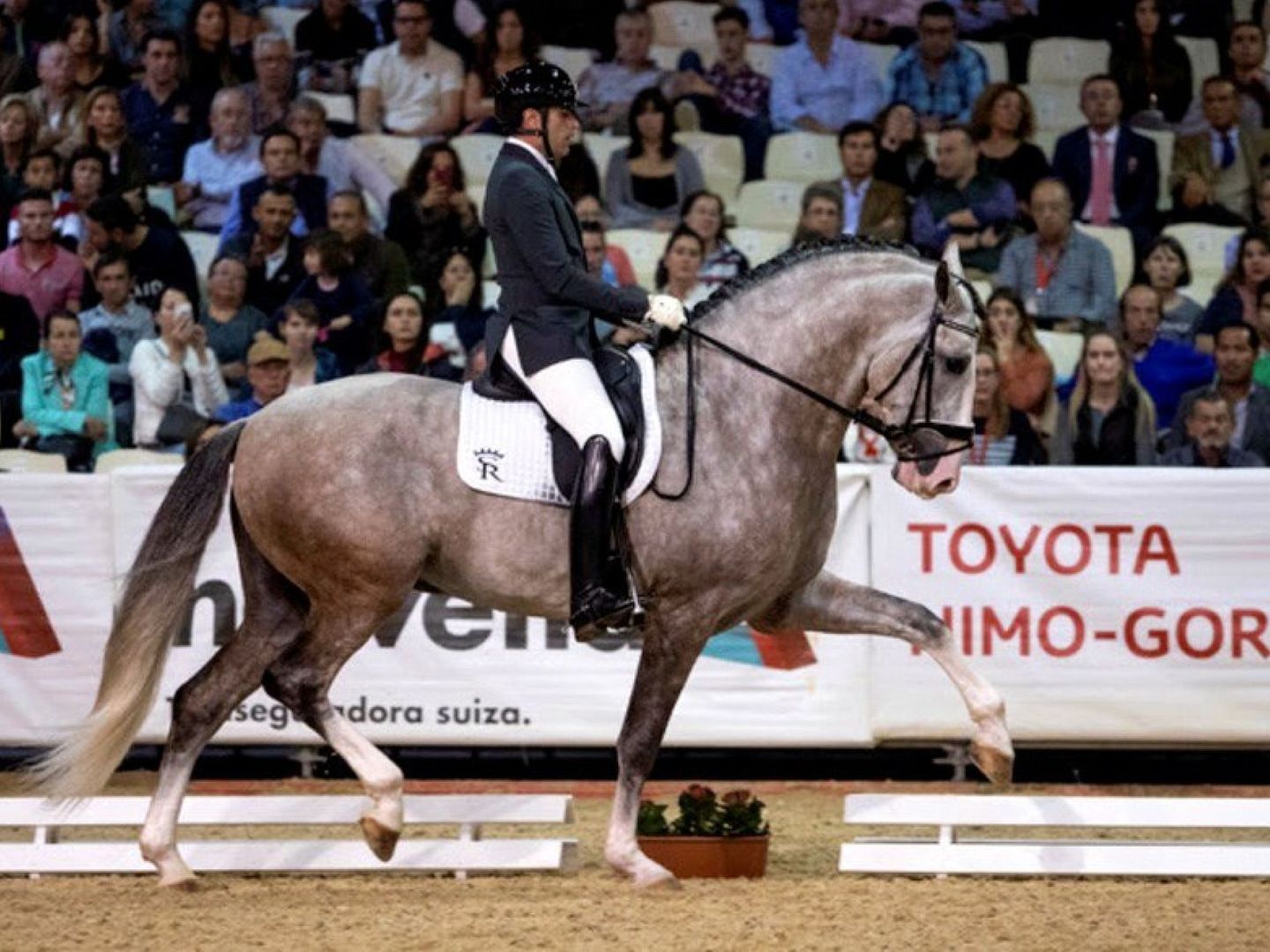 Yucatán, el caballo propiedad de Sergio Ramos, en una imagen de archivo. (EFE)