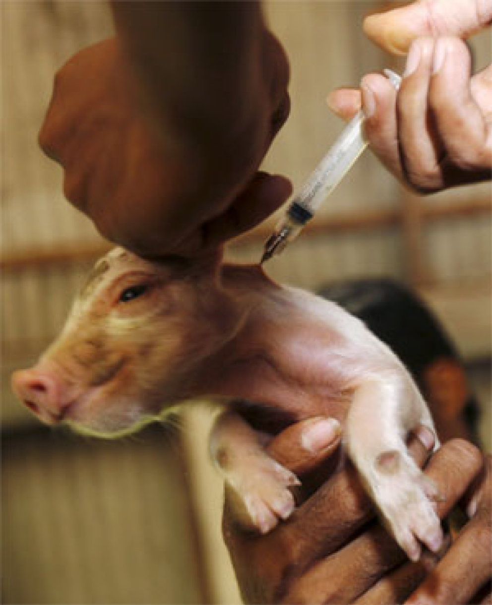 Foto: España registra el primer caso de gripe porcina en Europa