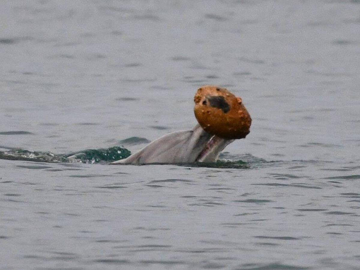 Golfinhos da costa leste da Austrália utilizam conchas para capturar peixes em Hervey Bay