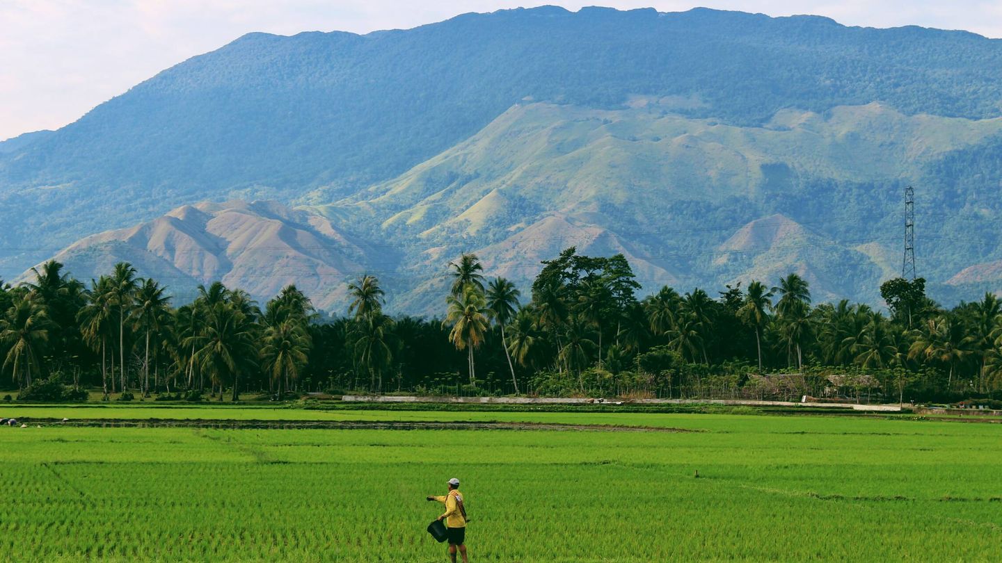 Campo de arroz en Aceh, Indonesia. (Unsplash)