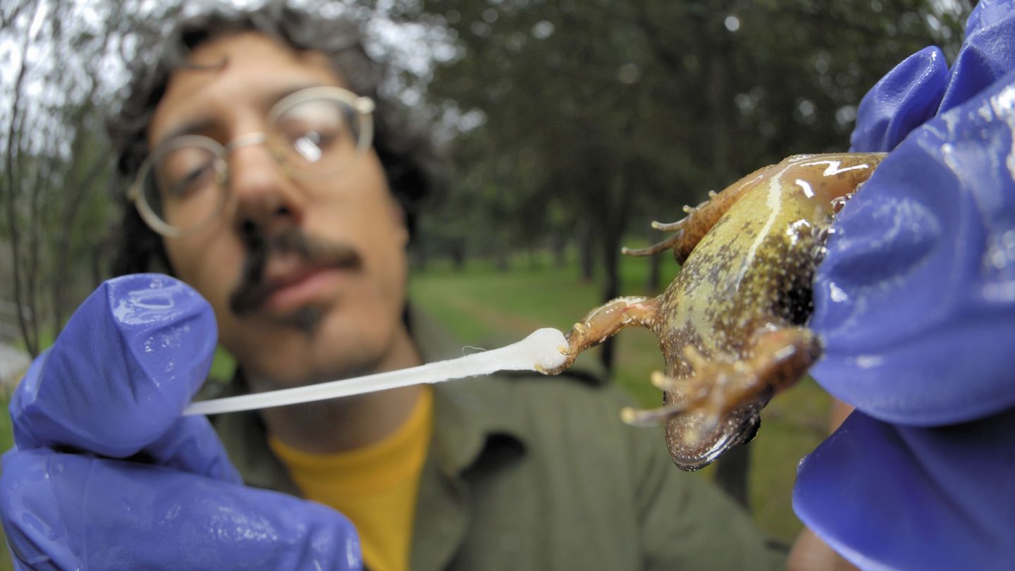 Un científico italiano busca quitridiomicosis en una rana pintada del Tirreno. (Corbis)
