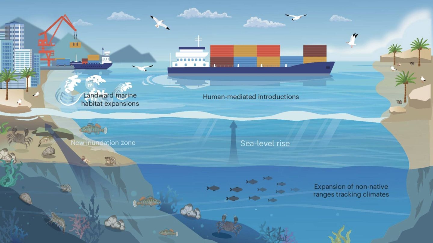 Tres vías fundamentales para las invasiones biológicas (Nature Ecology & Evolution, 2026)