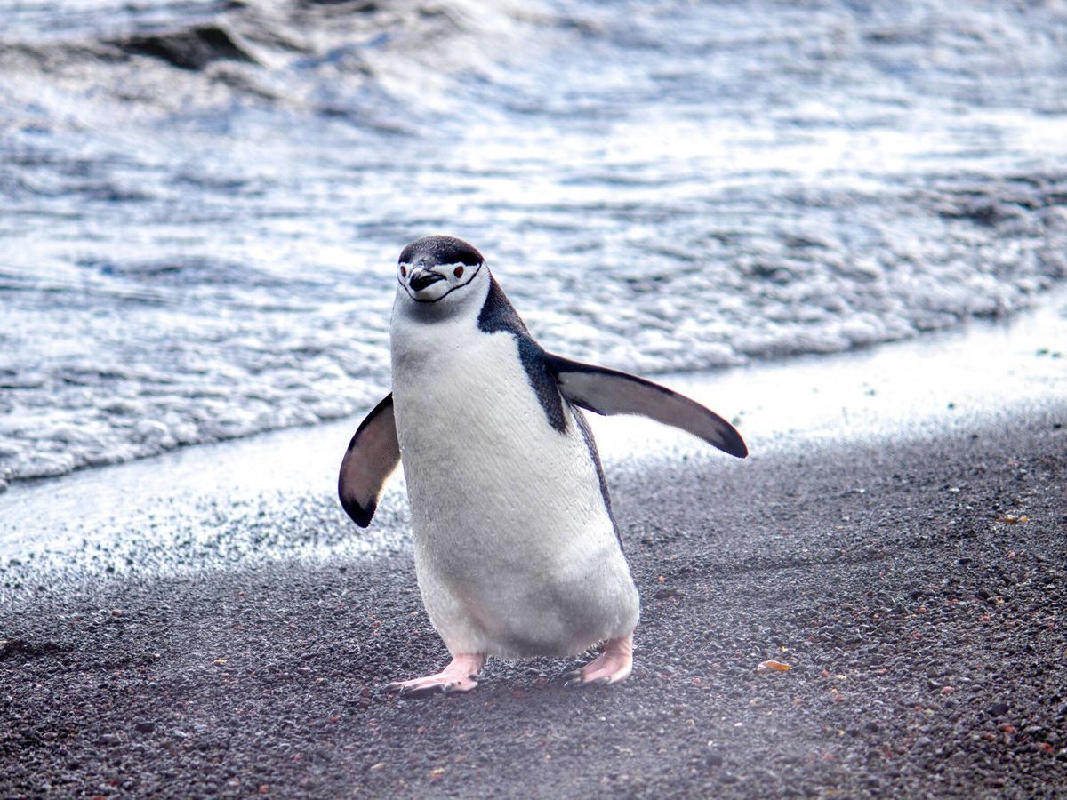 Pinguins-de-barbicha na Antártida liberam anualmente centenas de milhares de toneladas de metano