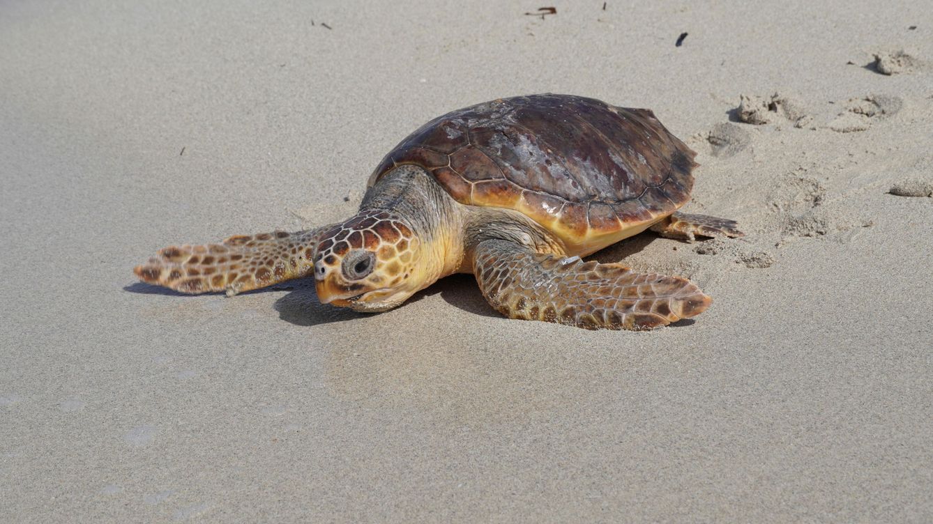 Foto: Un ejemplar de tortuga boba ('Caretta caretta') en la playa de Es Trenc, en Mallorca. (EFE/Govern Balear)