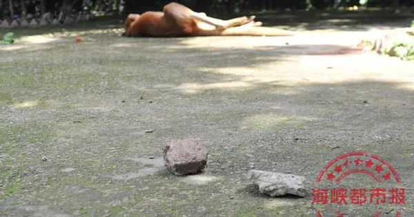 Foto: El canguro muerto en el zoo de China. (EC)