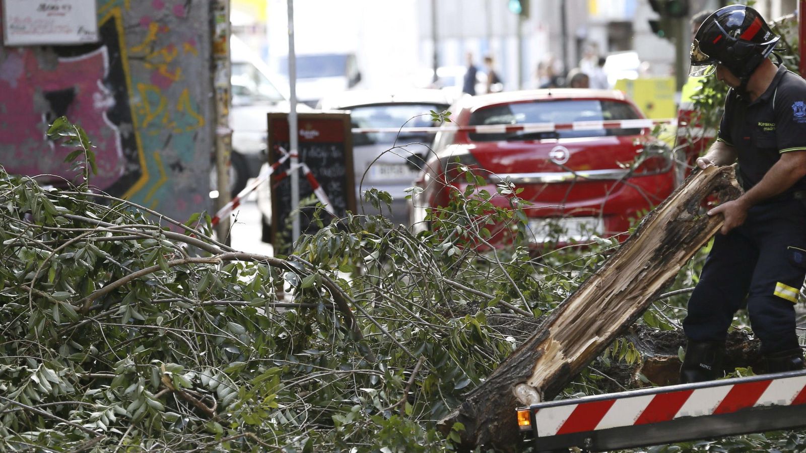 De Botella a Carmena: Madrid tala en los dos últimos años 6.500 árboles “de  riesgo”