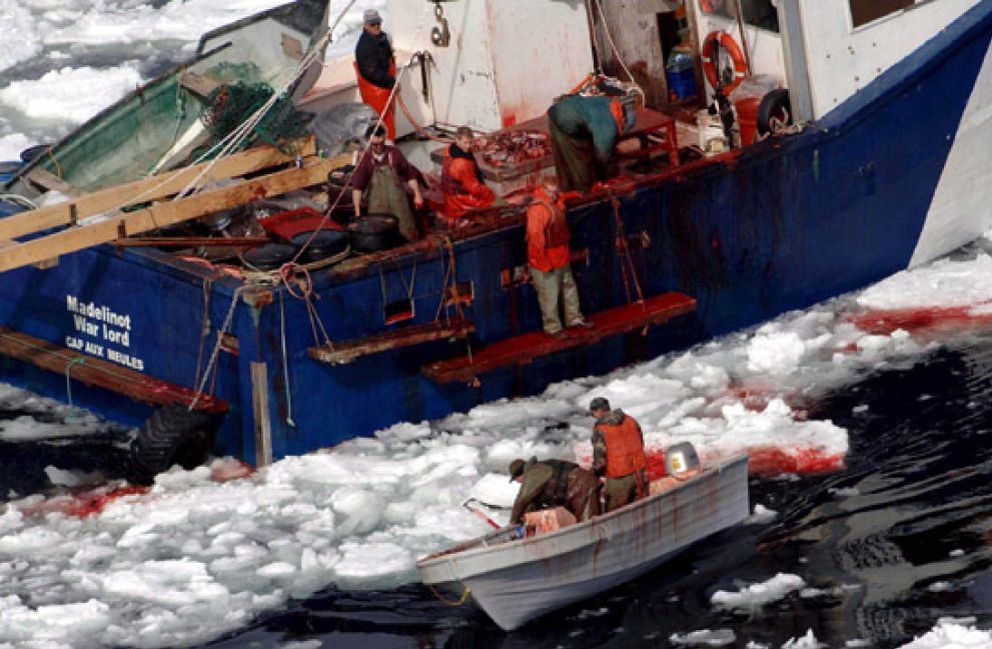 Foto: Comienza la caza de focas en Canadá