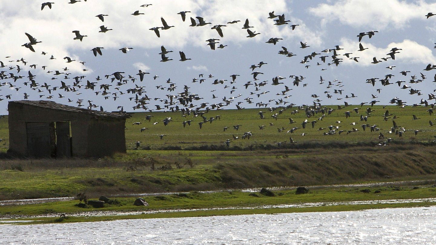 Entre 27.000 y 32.000 aves se contabilizan cada diciembre en la reserva natural de las Lagunas de Villafáfila (Mariam A. Montesinos / EFE)
