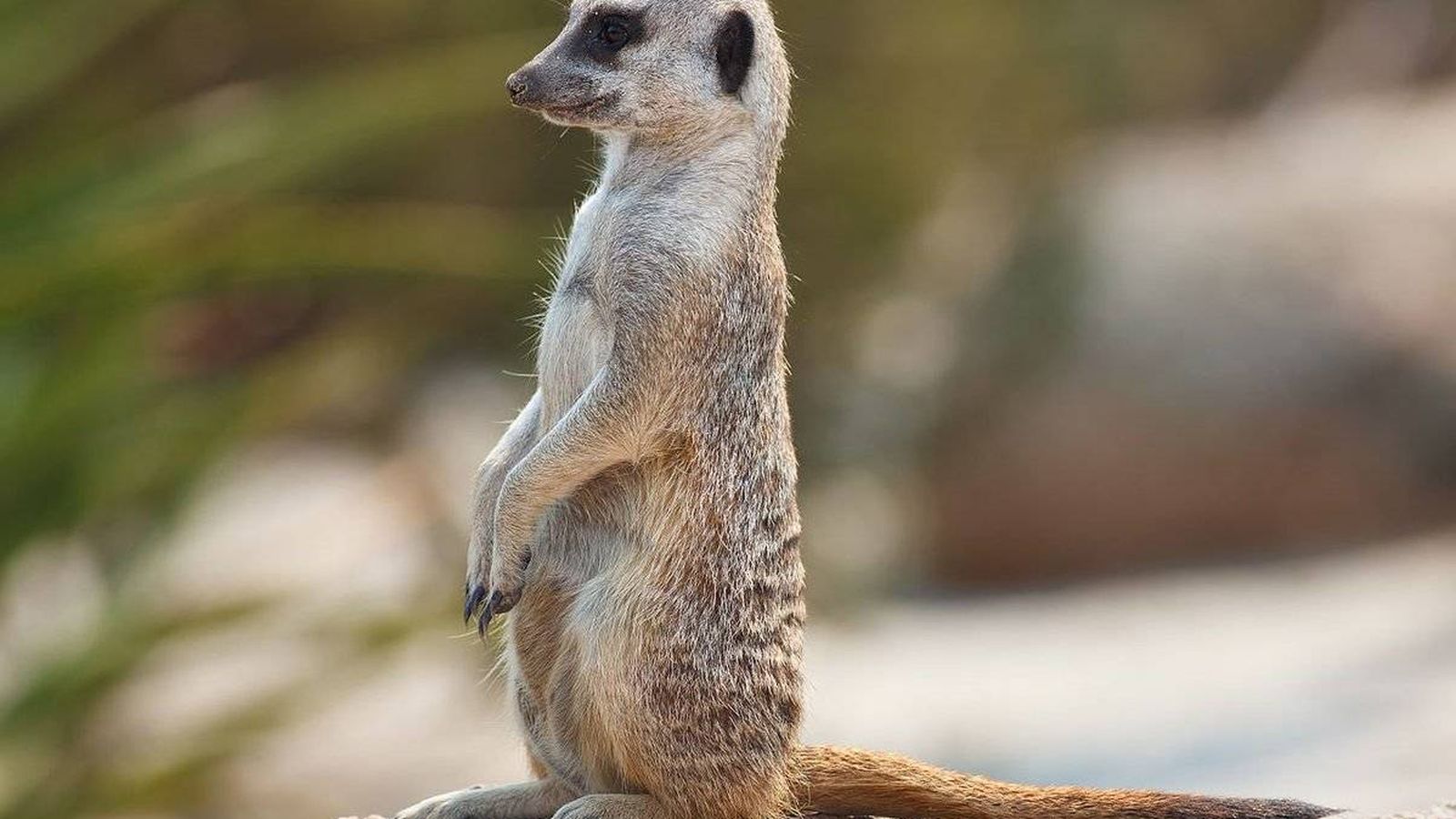 Tener una suricata (y estos otros animales) en es legal, por que parezca