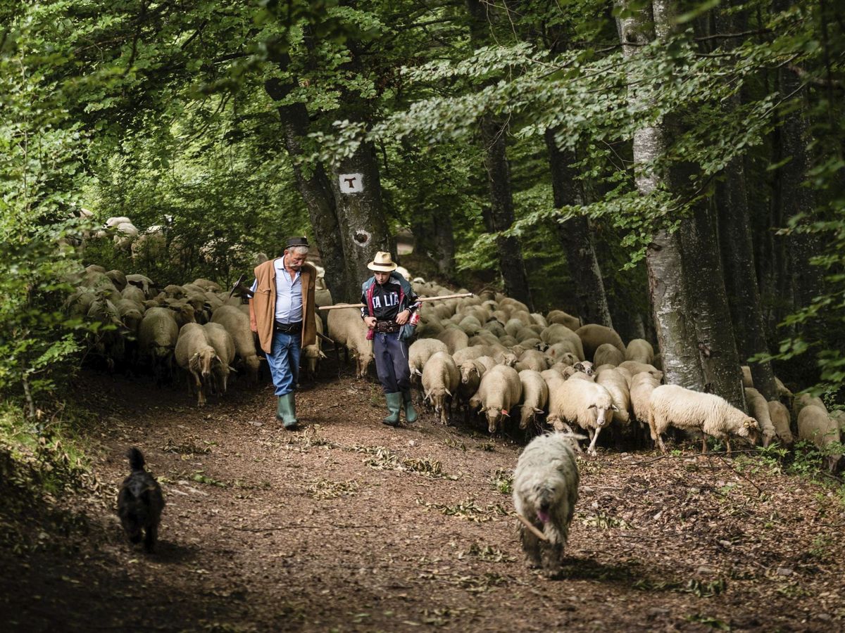 Foto: Un pastor con su rebaño atravesando un hayedo (EFE/N.Veres)