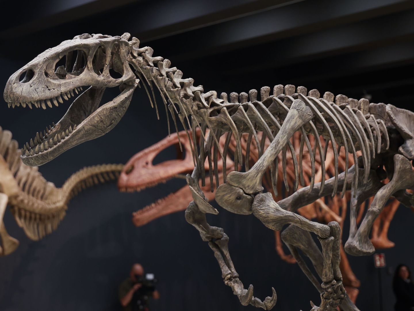 Otras réplicas de grandes dinosaurios que se pueden ver en la exposición además del Patagotitan Mayorum de la entrada (EFE  Lucía Goñi) 