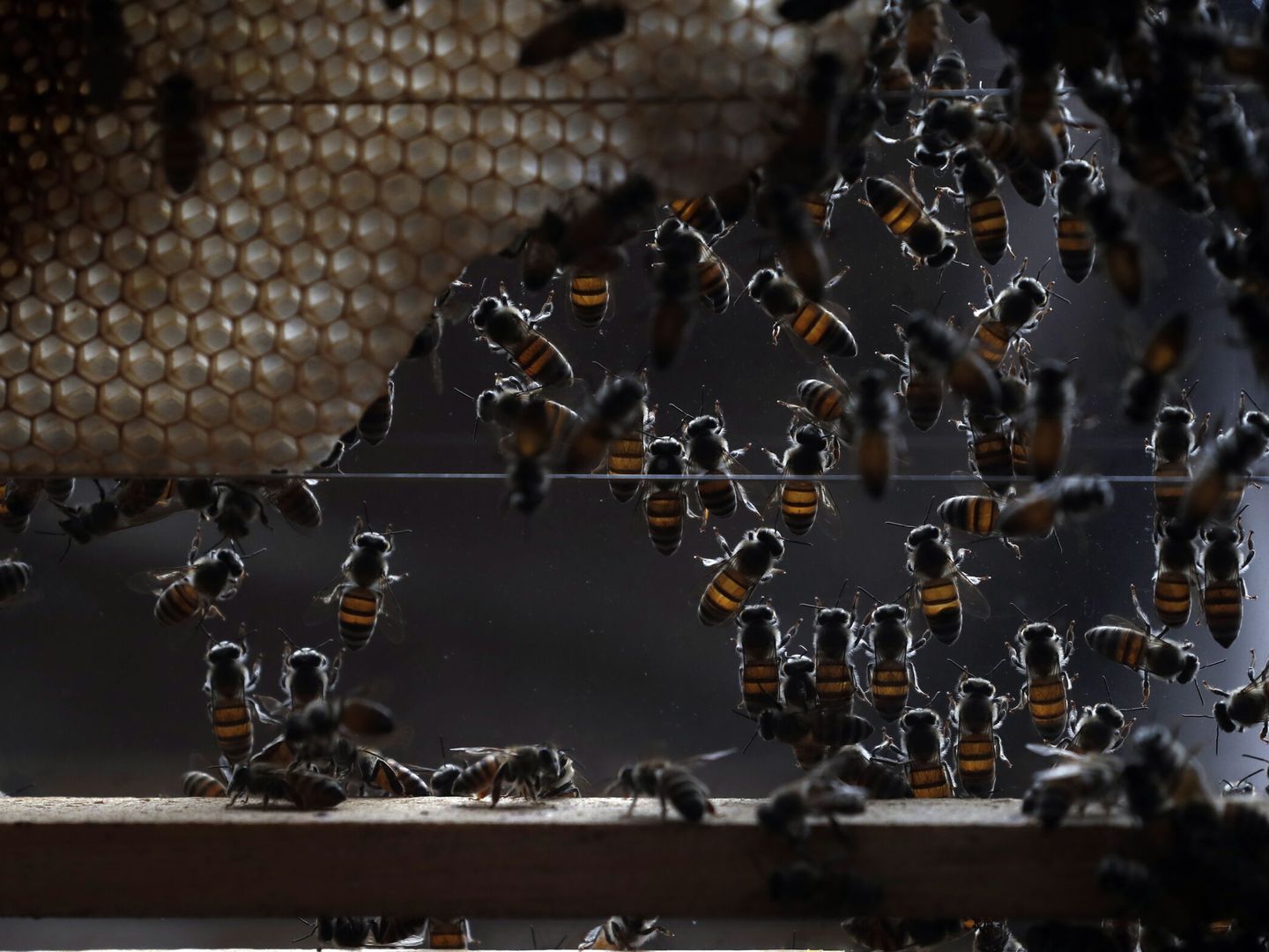 Las abejas faenan en un panal de una colmena instalada en una urna de cristal, durante una feria de la miel. (EFE/Yahya Arhab)