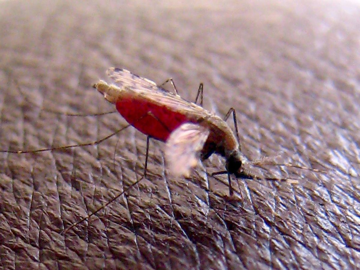 Foto: Un mosquito "Anopheles gambiae", que transmite el parásito que causa malaria. Foto: EFE/Stephen Morrison