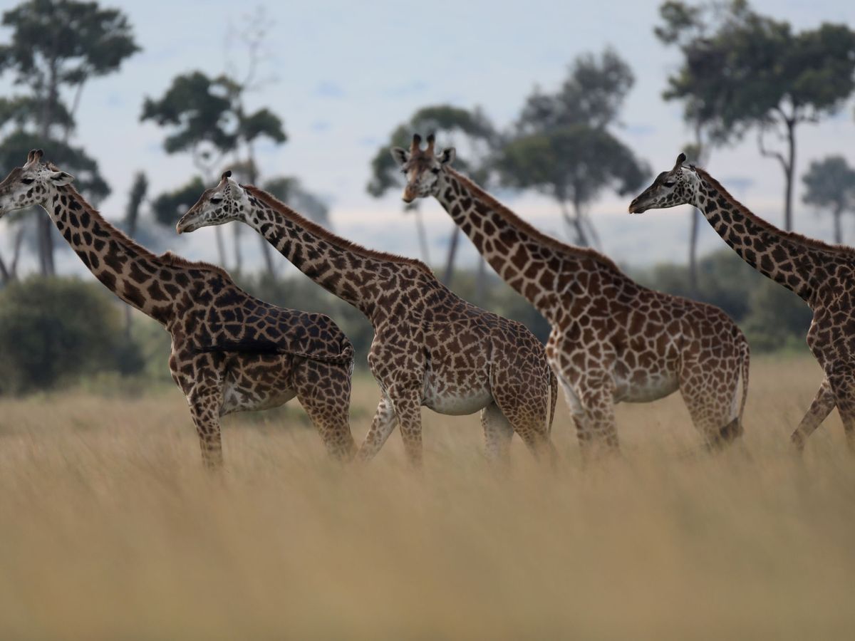 Foto: Las jirafas son uno de los grandes atractivos del Masai Mara (Reuters/Goran Tomasevic)