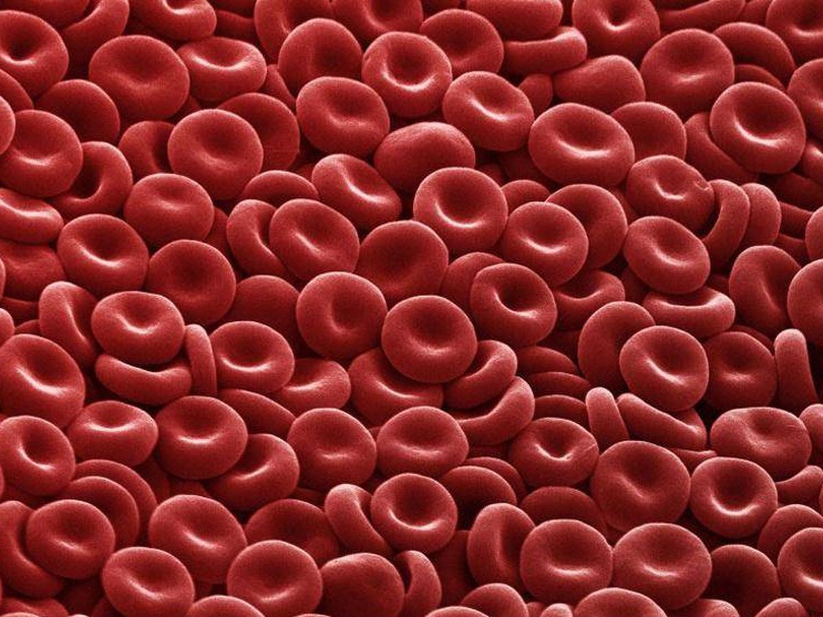 Foto: Glóbulos rojos