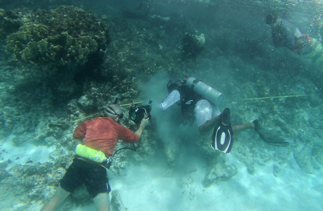 Intento de replantación de coral en el caribe mexicano. (EFE/Lourdes Cruz)